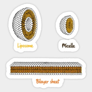 Phospholipids arrangement. Liposome Micelle soap phospholipid bilayer sheet Sticker